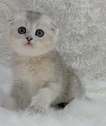 Продажа кошек: Скотиш Фолд (Шотландская вислоухая), 2 месяца, Мальчик, Белый, Приучена к лотку, Проглистована, С документами — 3