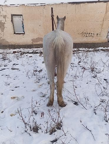 Продаю | Кобыла (самка) | Рабочий