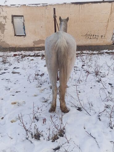 ош мышык: Сатам | Бээ (ургаачы) | Жумушка — 1