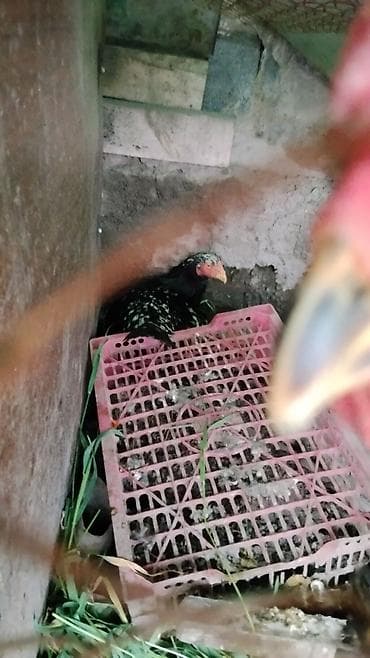 индоутка цыплята: Продаю | Куры | Домашняя | Несушки — 5