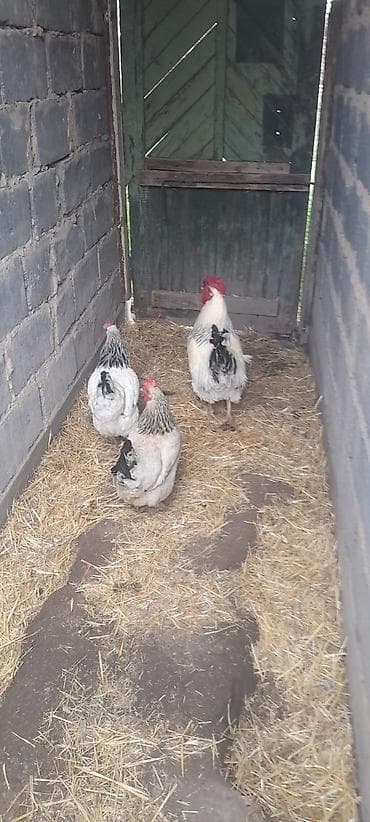 ыссык куле: Сатам | Тооктор | Суссекс | Көбөйтүү үчүн — 3