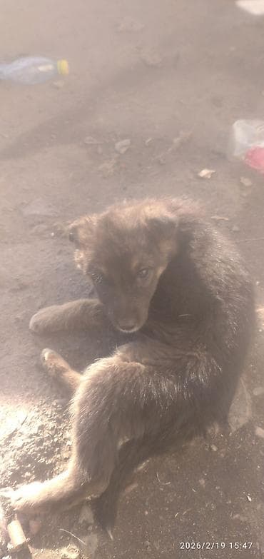 Восточноевропейская овчарка, 2 месяца, Самка — 6