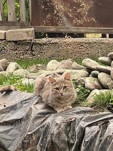 кошки сиамская: Кошка даром: Беспородная, Девочка — 1