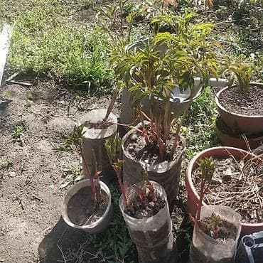 саженцы пионы: Саженцы декоративных кустарников и многолетников в контейнерах. В — 2