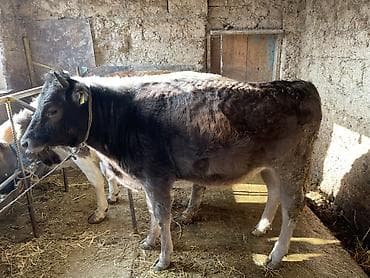 короо кой: Сатам | Кунаажын | Союуга | Байланган — 1