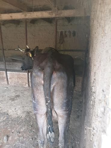 швец карова: Продаю | Корова (самка) | Швицкая | Для молока | Привязанные — 5