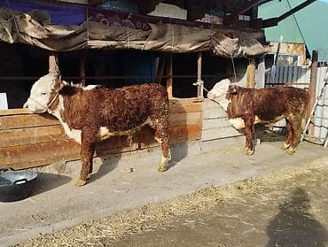 горячая кукуруза: Продаю | Бык (самец) | Герефорд | На откорм — 1