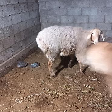 Услуги ветеринара: Продаю | Овца (самка) | Для разведения | Матка — 3
