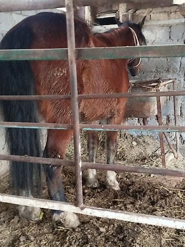 лошади кобылы: Продаю | Кобыла (самка) | Полукровка | Для разведения — 2