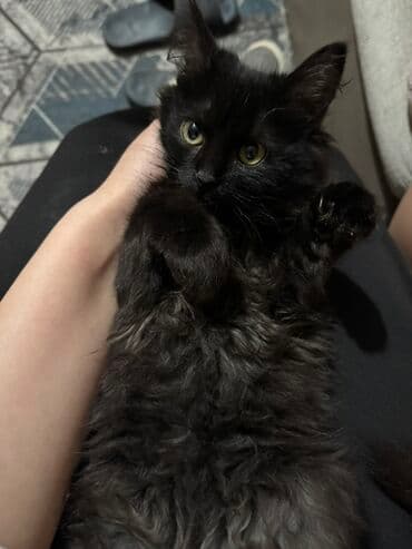отдам даром щенка немецкой овчарки бишкек: Беспородная, 2 месяца, Девочка, Черный, Приучена к лотку — 2