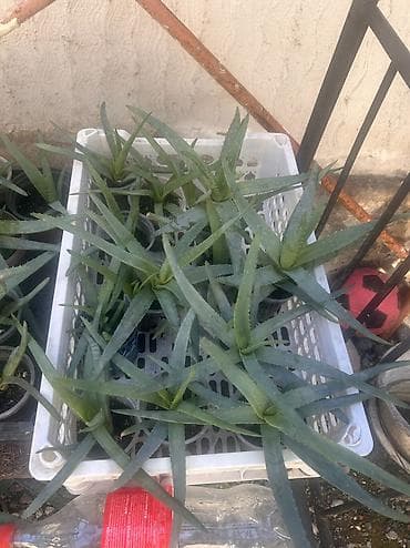 Алоэ: Алоэ вера в горшках - Суккулент с мясистыми мечевидными листьями с — 2