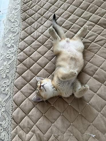 Мышыктар: Плюшевый котёнок, золотая шиншилла (окрас warm golden) — 1