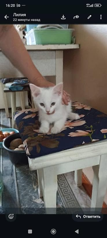 кошка котёнок: Отдадим котят в добрые руки — 6