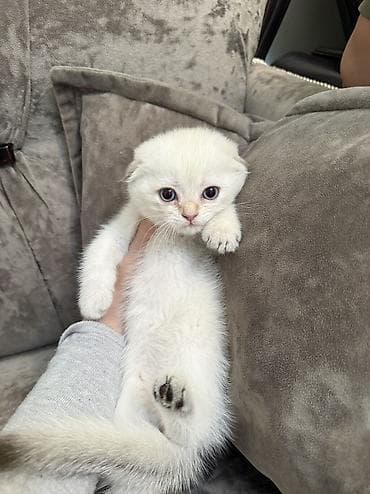плюшевый кот: Шотландский вислоухий котёнок, окрас белый (cream/white). Круглая — 4