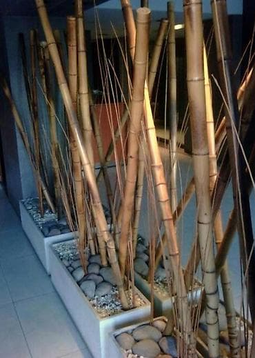 уличные цветы: 1)Бамбуковые стебли (тростники) для декора и садовых работ. От 100 сом — 9