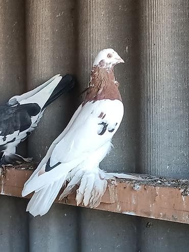 Капканы, самец и самка продам или обменяю на кур. Цена указано на