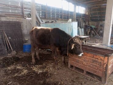 за сколько дней до отела корова наливает вымя: Продаю | Бык (самец) | На откорм | Привязанные — 6