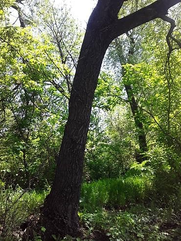 темир издегич: Продаю деревья обращаться по телефону — 2