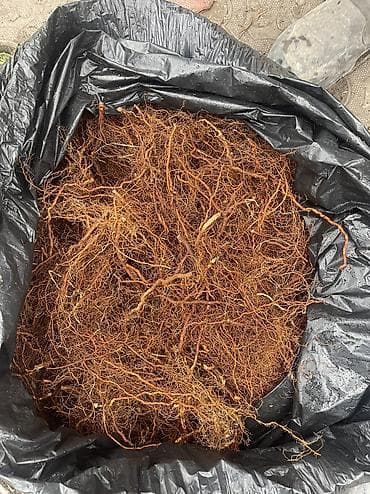 меш баня: Маточный корень Эндросадира есть
Тамыр Эндросадира 
Эндрасадира корни — 1