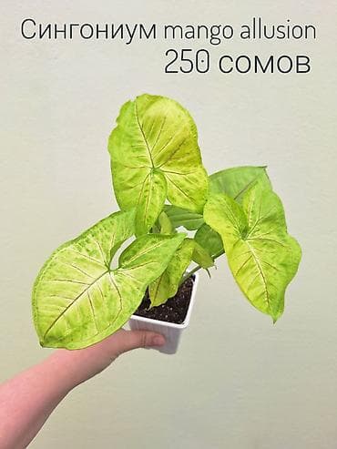 продажа комнатных цветов: • Комнатные растения (укоренённые черенки/детки/молодые — 10