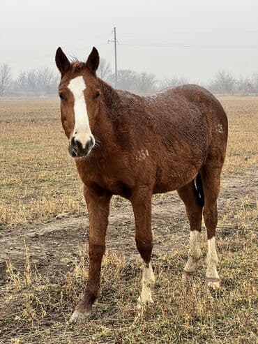 доберман фото щенки цена: Продаю | Кобыла (самка) — 3