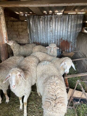 Собаки: Продаю | Баран (самец) | Меринос | На забой | Кастрированные — 2