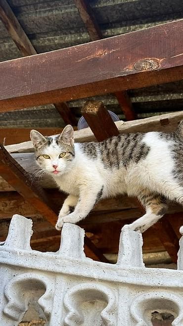 балкон для кошек: Котенок ищет свой дом и любящих хозяев. Очень ласковая, домашняя - — 1