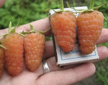 fire maple: Малина В розницу — 1