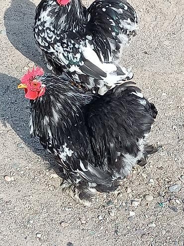 куры кучинские: Продаю | Петух | Кохинхин | Для разведения — 3