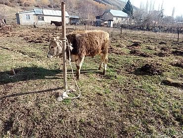 бык бык: Продаю | Бык (самец) | На откорм | Привязанные — 4