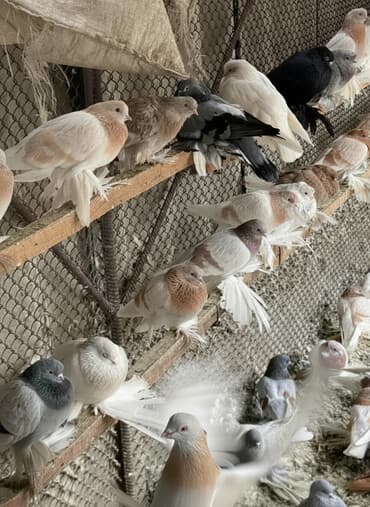 сколько стоят говорящие попугаи: 1 шт 600сом на выбор 500сом круг по 400 сом — 1