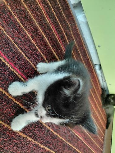 животные кот: Отдам котят в добрые руки 2-3 месяцев. г Кара-Балта. черный белый - — 5