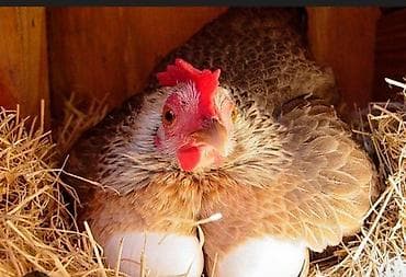 курой: Продаю | Куры | Для разведения — 3