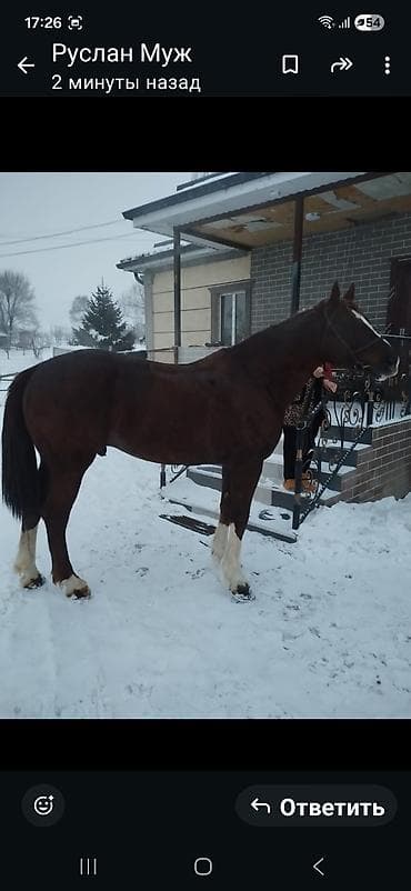 Продаю | Конь (самец) | Рабочий
