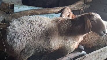 кыргызский тайган: Сатам | Кочкор (эркек) | Арашан | Союуга | Ургаачы — 9