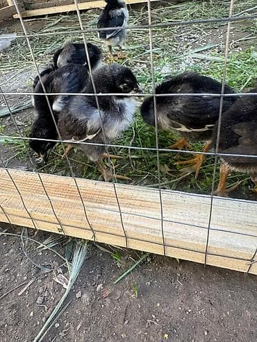 паилка для кур: Продаю | Цыплята | Для разведения — 2