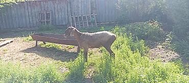 кой ашто: Продаю | Овца (самка) | Для разведения | Матка — 2