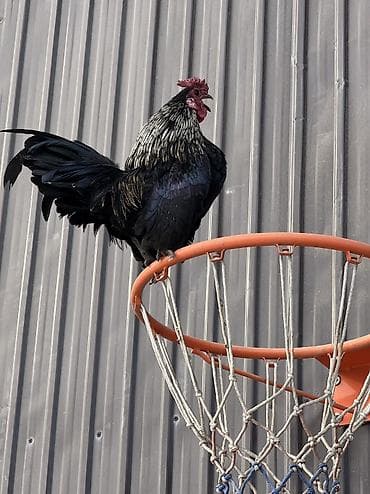 Продаю | Куры, Петух