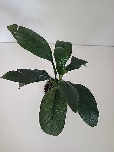 простой: Спатифиллум (Spathiphyllum), комнатное растение в горшке. - — 2