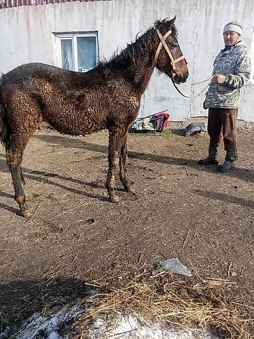 Ветеринар кызматы: Сатам | Тай | Англиялык | Көбөйтүү үчүн — 1