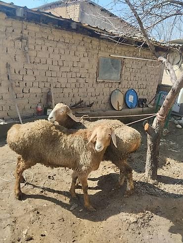 ат жаныбар: Сатам | Кочкор (эркек) | Көбөйтүү үчүн | Токту — 5