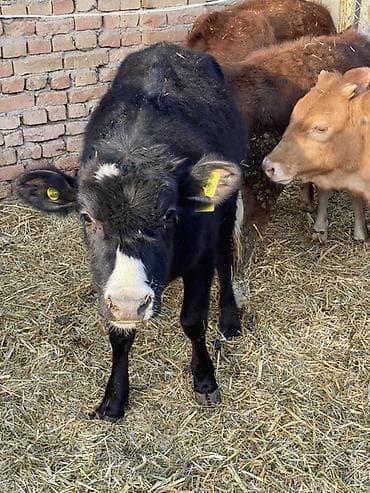 высокодойная корова: Продаю | Музоо, торпок | На откорм — 10