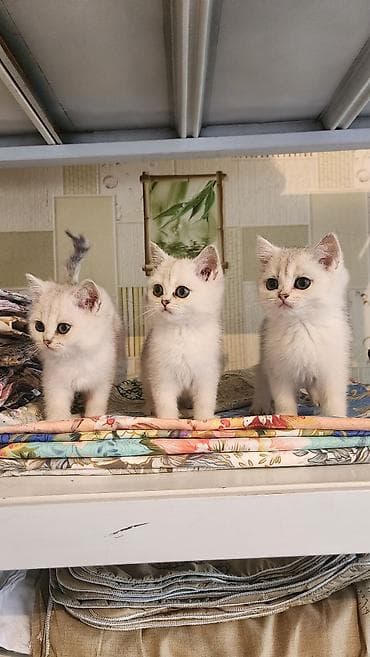 скоттиш страйт шиншилла: Британские шиншилла-поинт (серебристые) котята - Окрас: белый с — 2