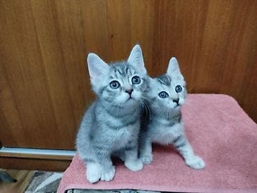 Мышыктар: Скотиш Страйт (Шотландиялык тик кулактуу), 2 айлык, Ургаачы, Лотокко барууга үйрөтүлгөн — 7