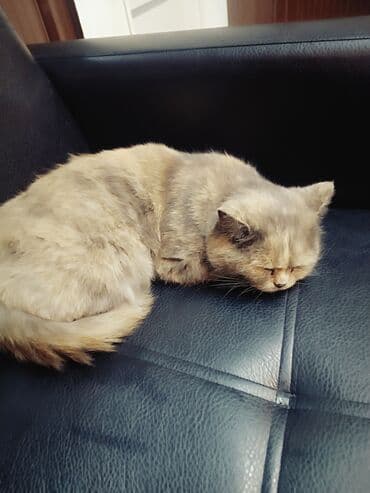 рэгдолл купить: Плюшевая кошка (порода с приплюснутой мордочкой, окрас — 1