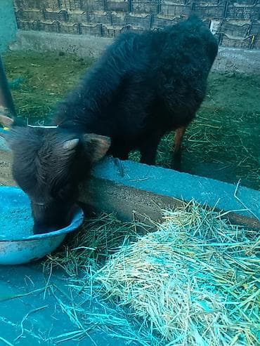 Продаю | Бык (самец) | На откорм