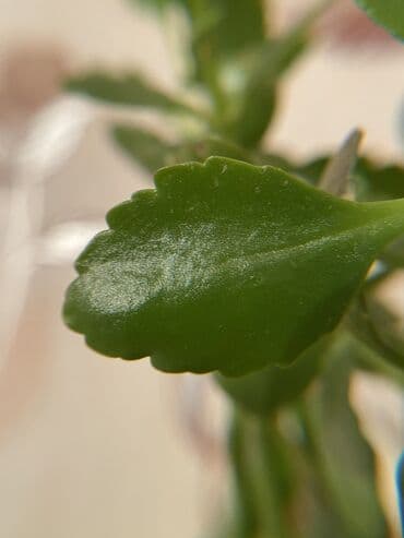 вентилятор с пультом бишкек: Продаю объектив для камеры телефона брендовая с 🇺🇸,объективы как — 8