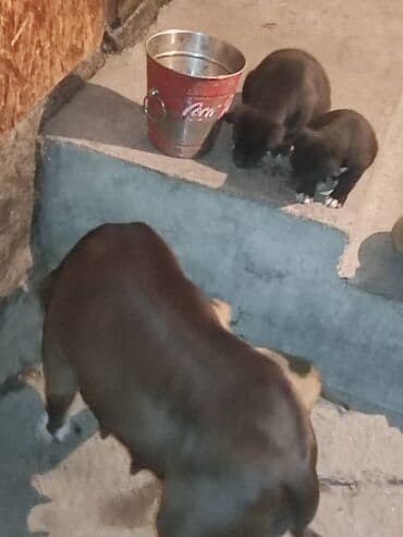 питбуль питбуль: Питбуль, 2 месяца, Самка — 4