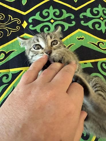 где можно взять кошку: 2 месяца, Девочка, Приучена к лотку, Проглистована — 7