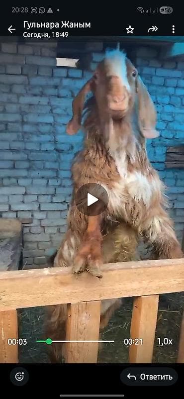 Животные: Продаю | Коза (самка) | Битал | Для разведения | Племенные — 2